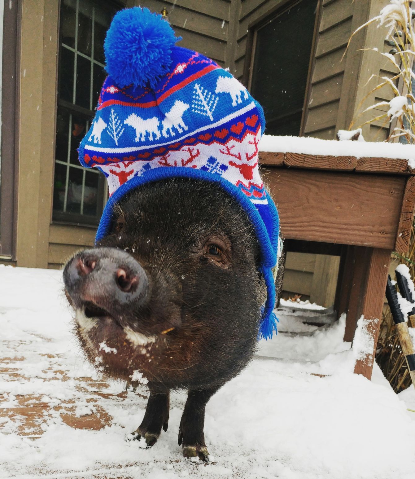 The Times Cutest Pets of Winter 2018